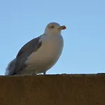 Дом отдыха Les Glycines