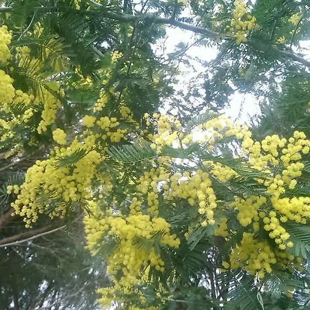 Ferienhaus Les Glycines *