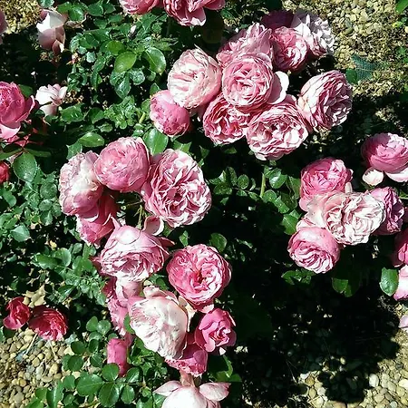 Les Glycines Bed & Breakfast Grimaud