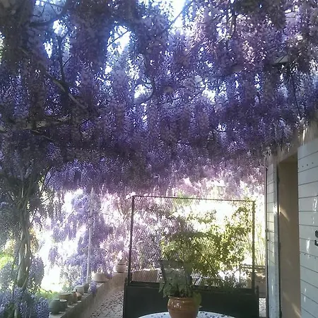 Les Glycines * Grimaud